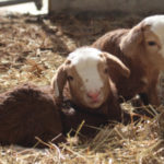 lamb two babies